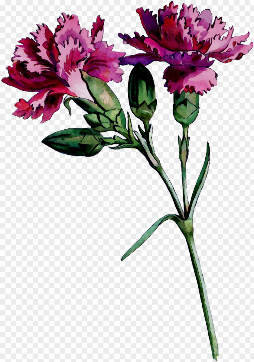 Cut Flowers Lily Of The Incas Floral Design Carnation PNG