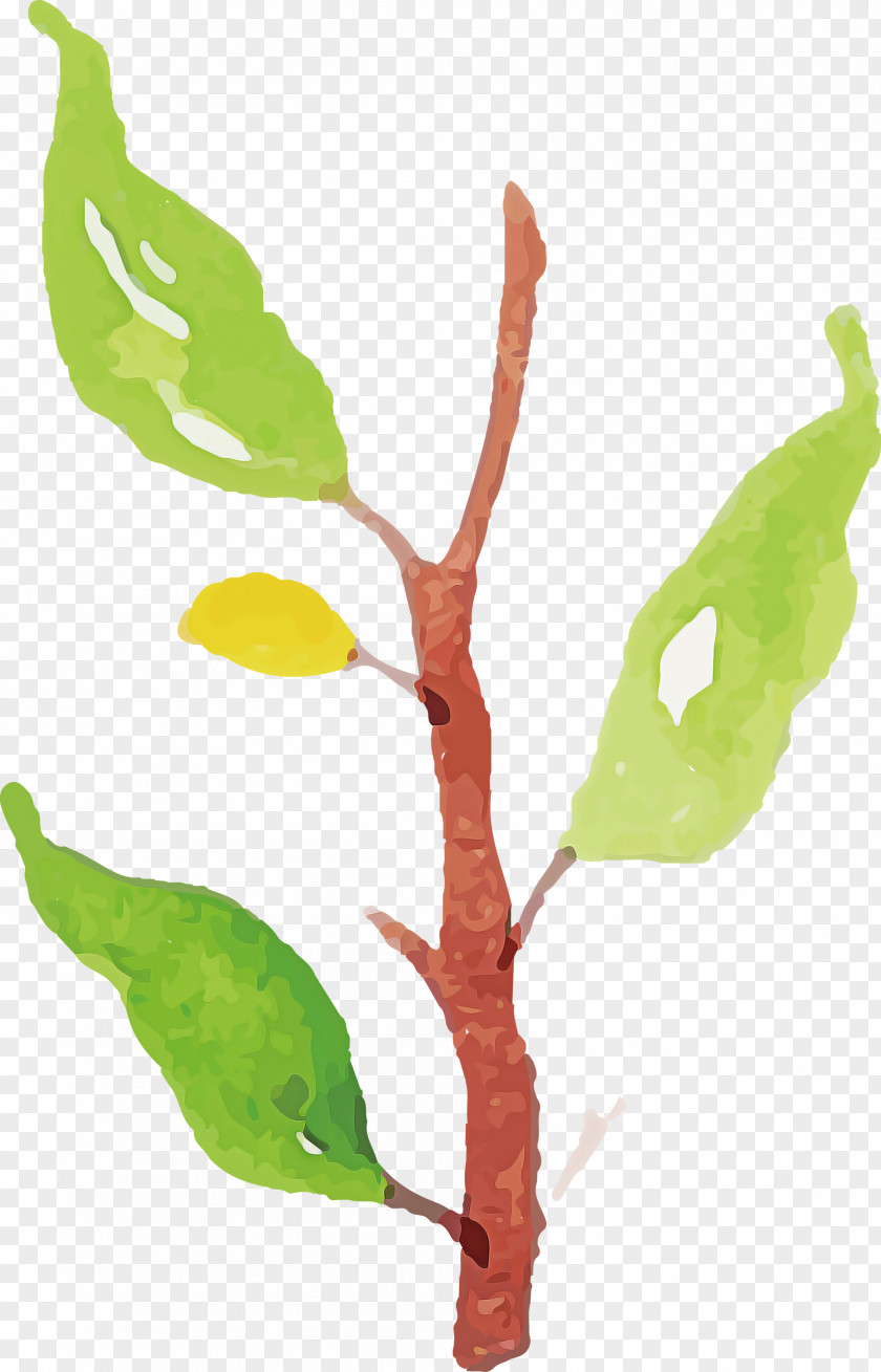Leaf Plant Stem Twig Tree Flora PNG