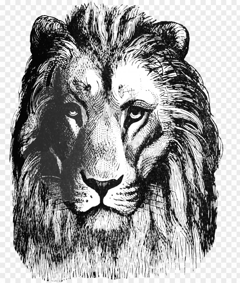 Lion Head Drawing Roar Art Clip PNG