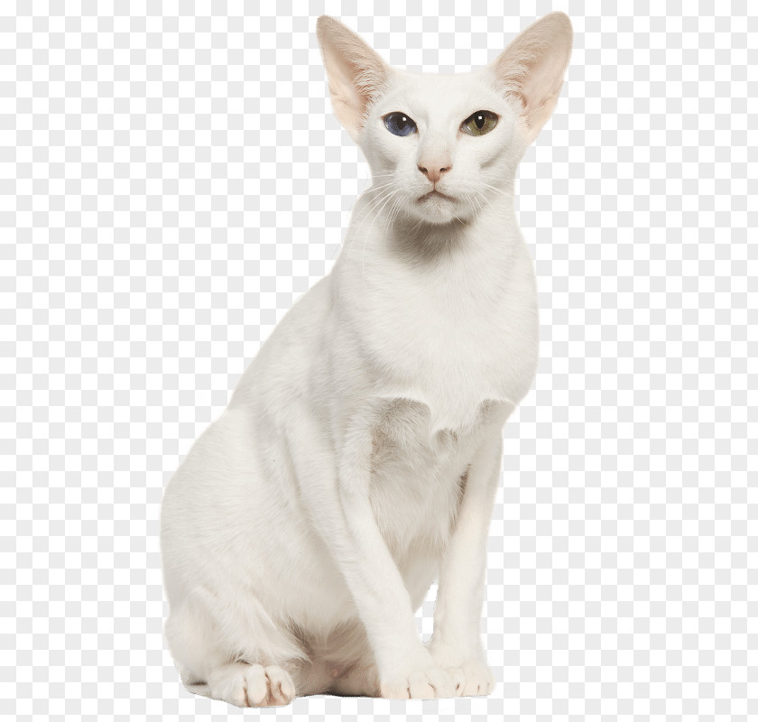 Oriental Shorthair Balinese Cat Burmilla Whiskers Domestic Short-haired PNG