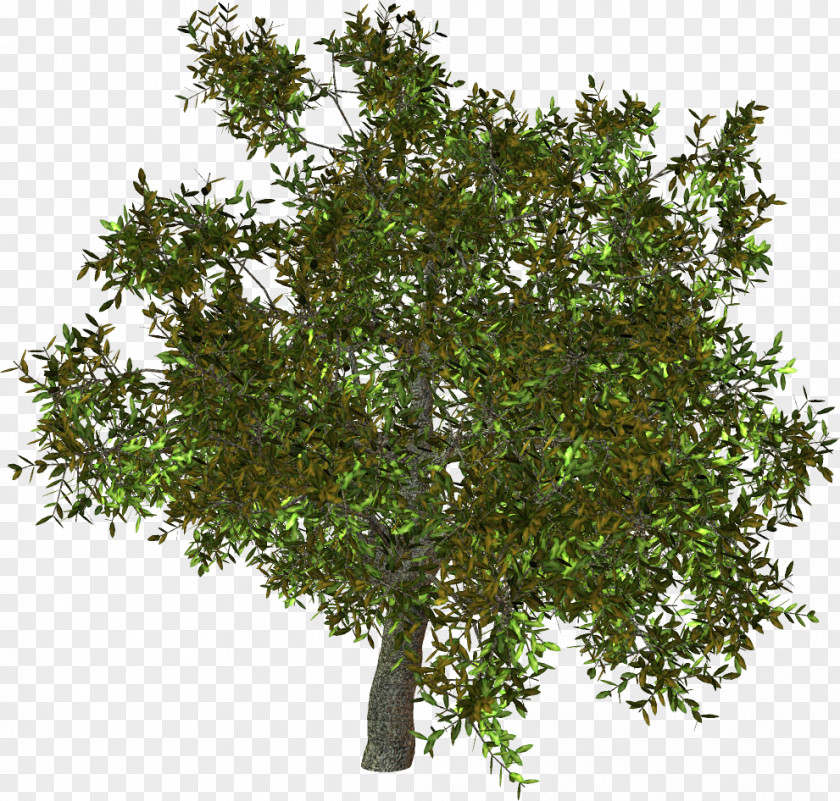 Tree Centerblog Shrub Painting PNG