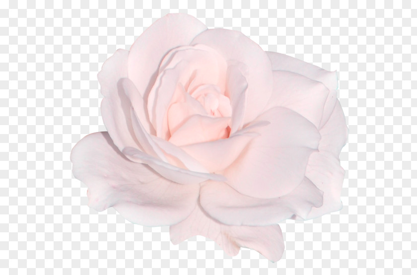 Garden Roses Cabbage Rose Cut Flowers Pink PNG