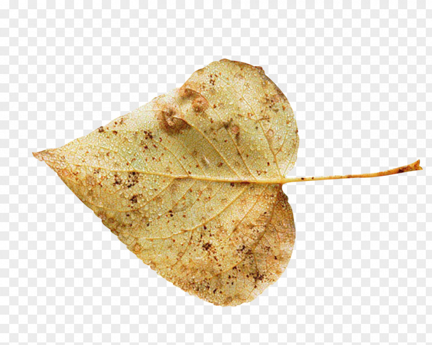 Painting Tortilla Chip Autumn PNG