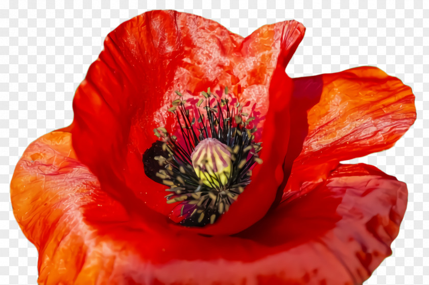 Poppy Coquelicot Flower Flowering Plant Petal Red Oriental PNG