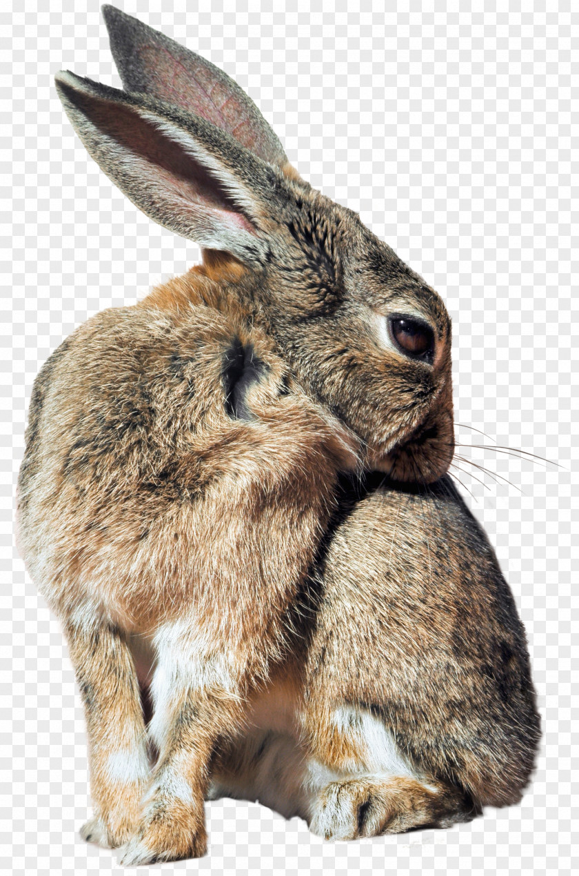 Rabbit Hare Domestic Cottontail Rabbit-proof Fence PNG