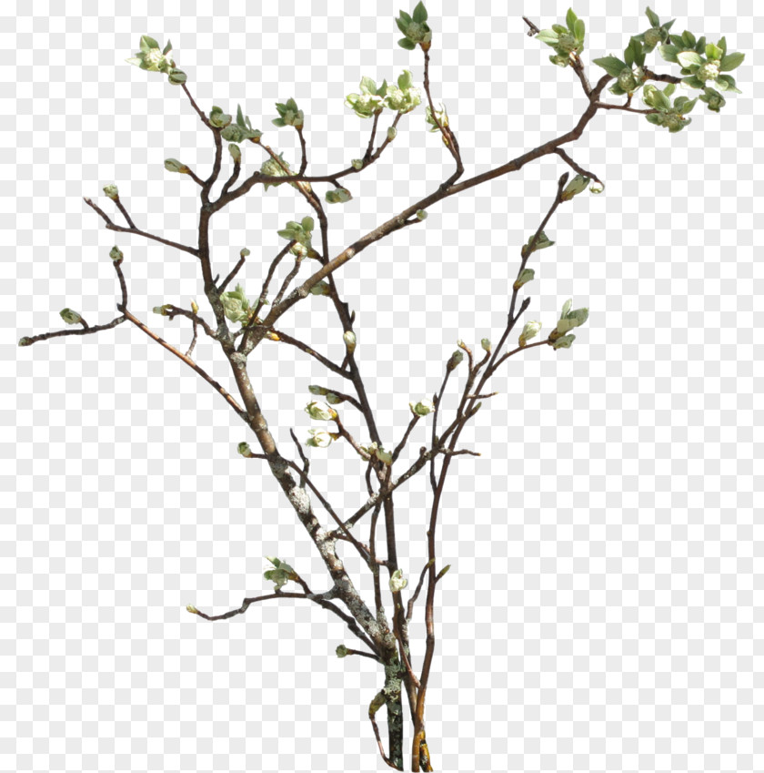 Watercolor Branch Clip Art PNG