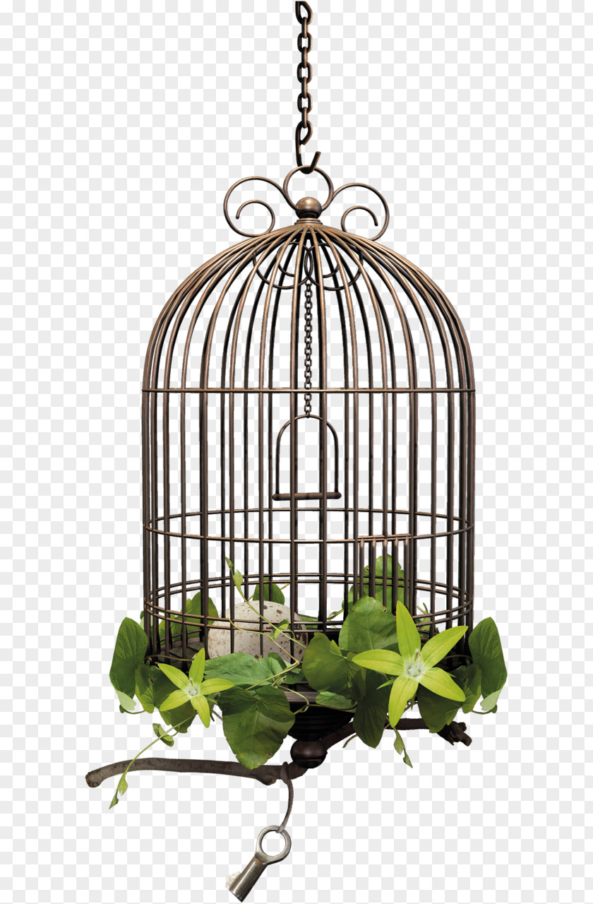 Bird Cage Ptycha Clip Art PNG