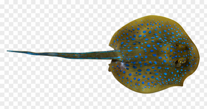 Deep Sea Ray Fish Whiptail Stingray PNG