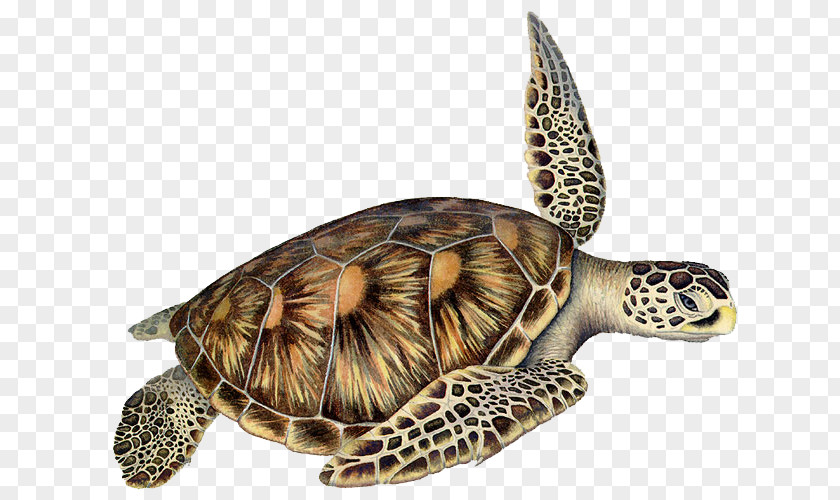 Hawksbill Sea Turtle Box Turtles Loggerhead Reptile PNG