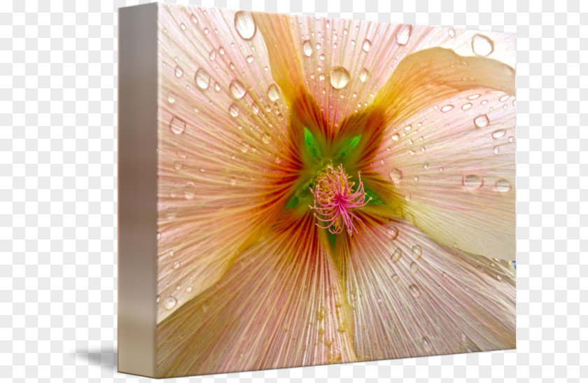 Hollyhock Rosemallows Peach PNG