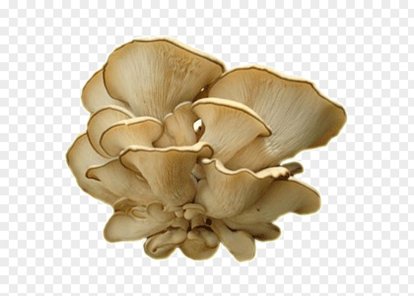 Mushroom Oyster Fungus Pleurotus Dryinus Mycelium PNG