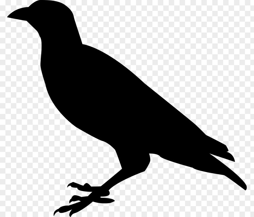 Raven Bird Pic Beak Black And White Fauna Silhouette PNG