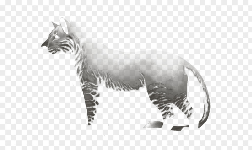 Tiger Whiskers Cat Drawing Terrestrial Animal PNG