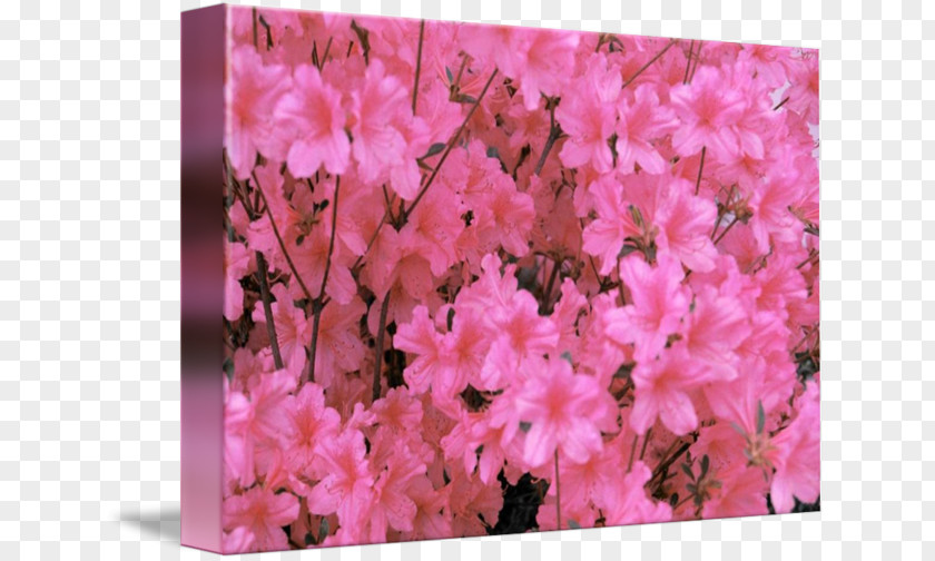 Cherry Blossom Azalea Rhododendron Pink M PNG