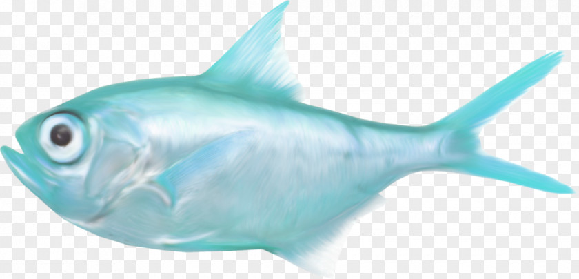 Dory Fish Shark Saltwater Sea Clip Art PNG