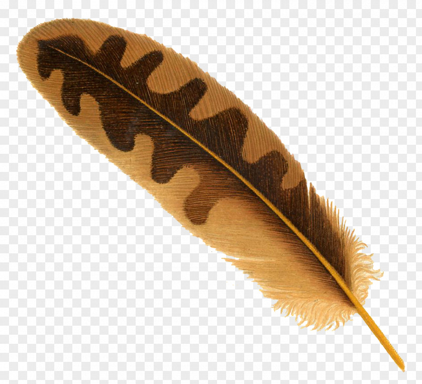 Feather Bird PNG