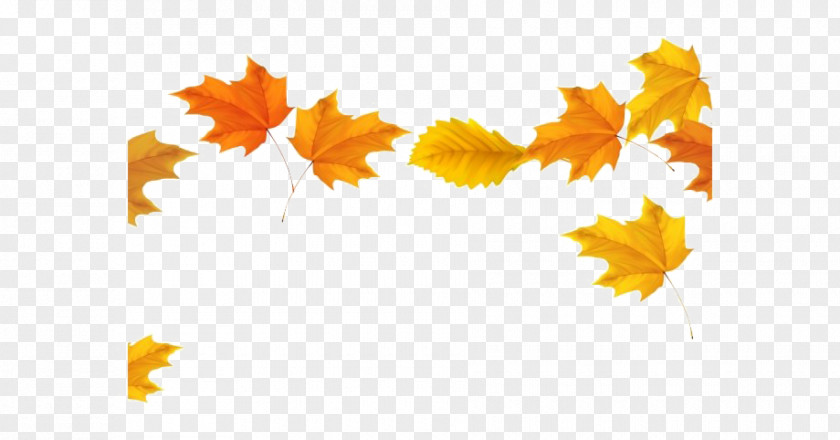 Plane Autumn Maple Leaf PNG