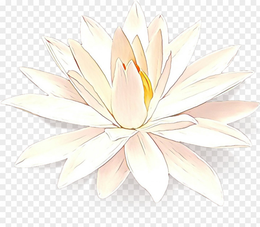 Water Lily Lotus PNG