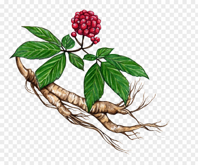 American Ginseng Asian Eleutherococcus Plant Herb PNG