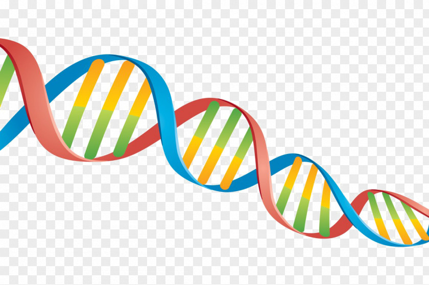 Dna Transparency And Translucency DNA Nucleic Acid Double Helix Clip Art Biology PNG