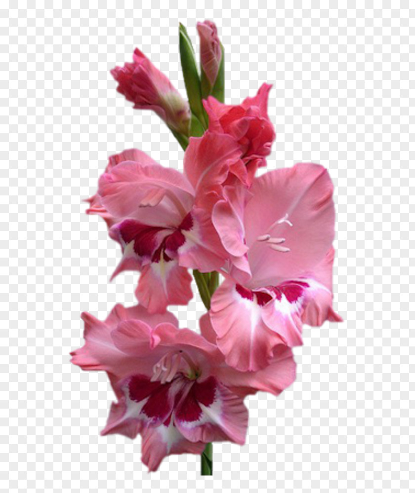 Flower Floral Design Bouquet Bride Cut Flowers PNG
