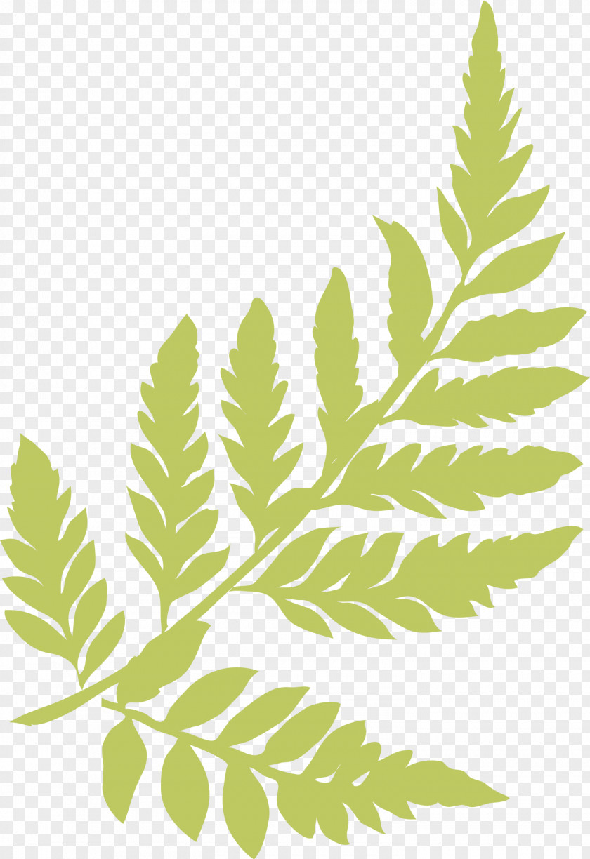 Green Grass Plants Plant Leaf PNG