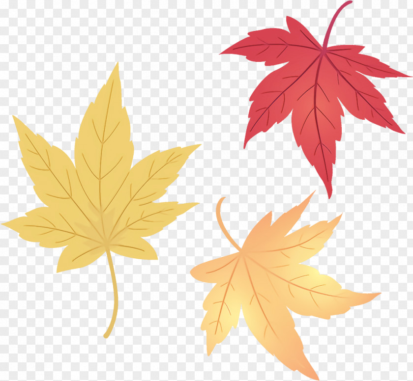 Maple Leaves Autumn Fall PNG