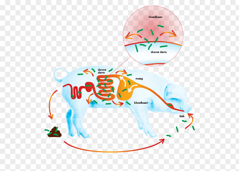 Salmonella Bacteria Mammal Clip Art Human Behavior Illustration Product PNG