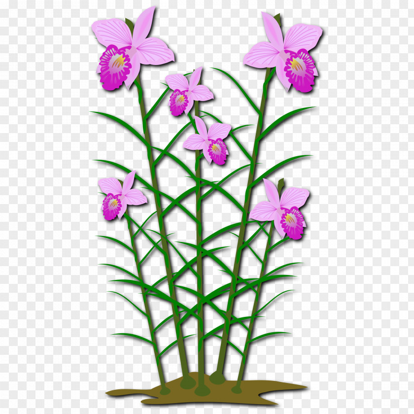 Orchid Clipart Arundina Plant Clip Art PNG