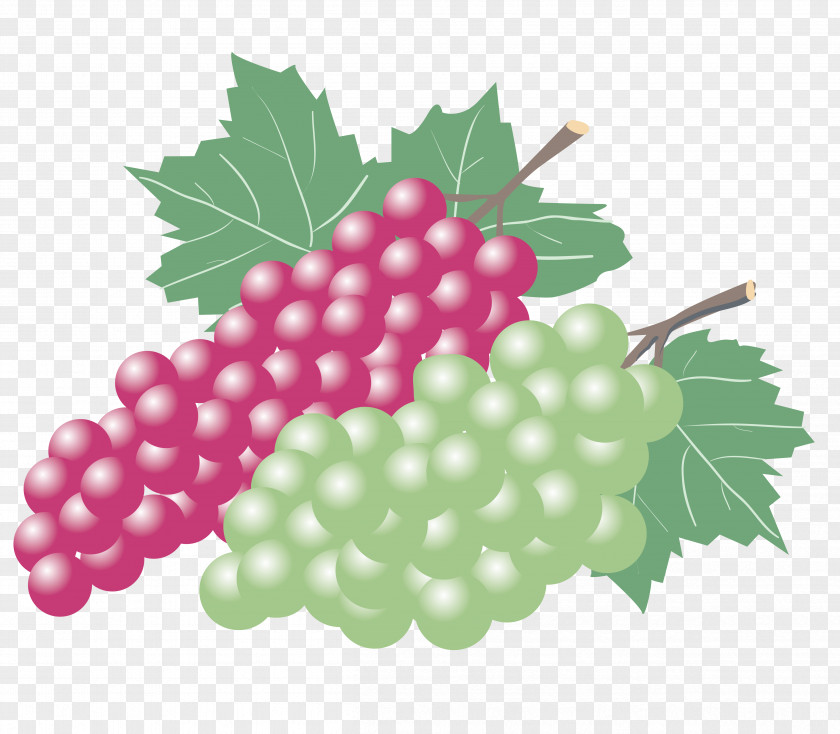 Painted Red Grape And White Seedless Grapes Kyoho Wine Zante Currant Fruit PNG