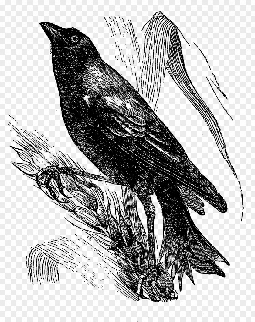 Perched Raven Overlay American Crow Drawing Art Bird PNG