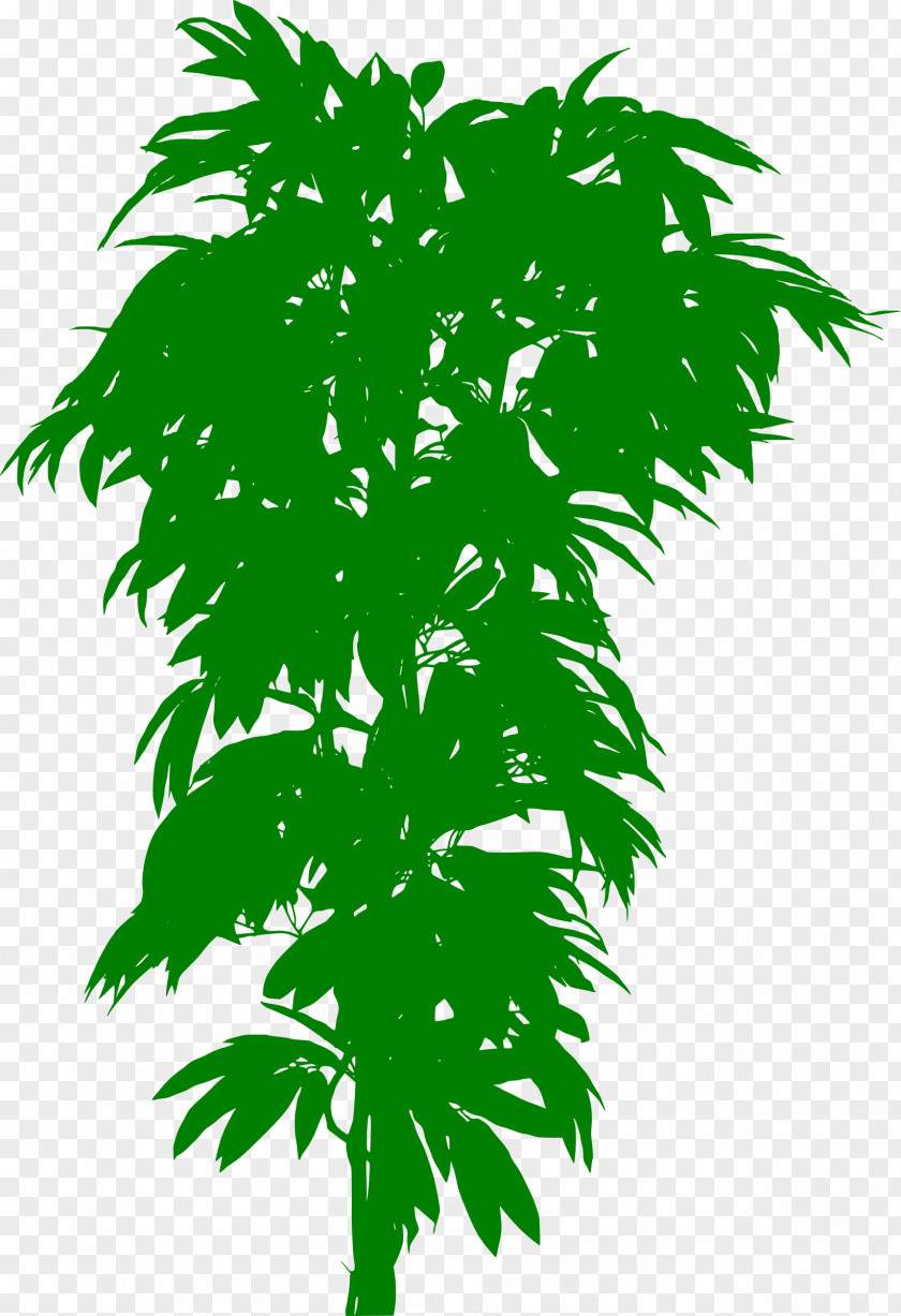 Plant Bonsai Treelet Trunk Leaf PNG