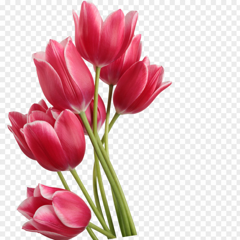 Red Tulips Tulip Clip Art PNG