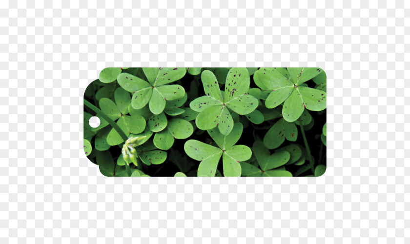 Saint Patrick's Day Shamrock Four-leaf Clover Luck PNG