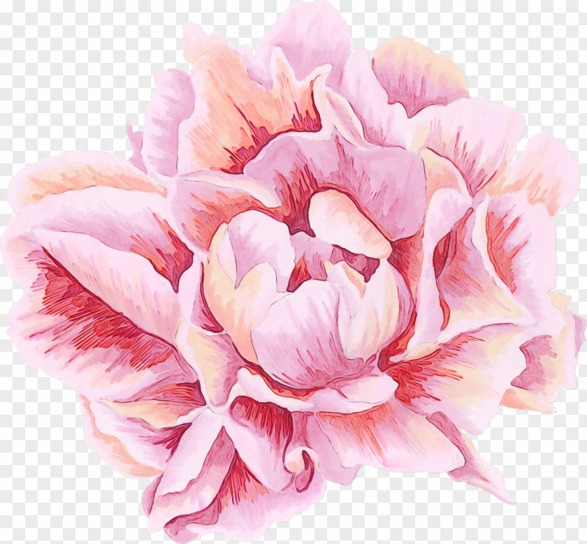 Chinese Peony Petal Pink Flower Plant Common PNG