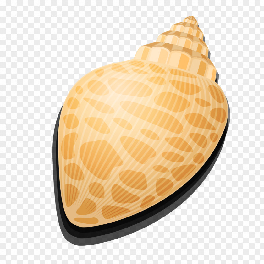 Conch Vector Seashell Vecteur Sea Snail PNG