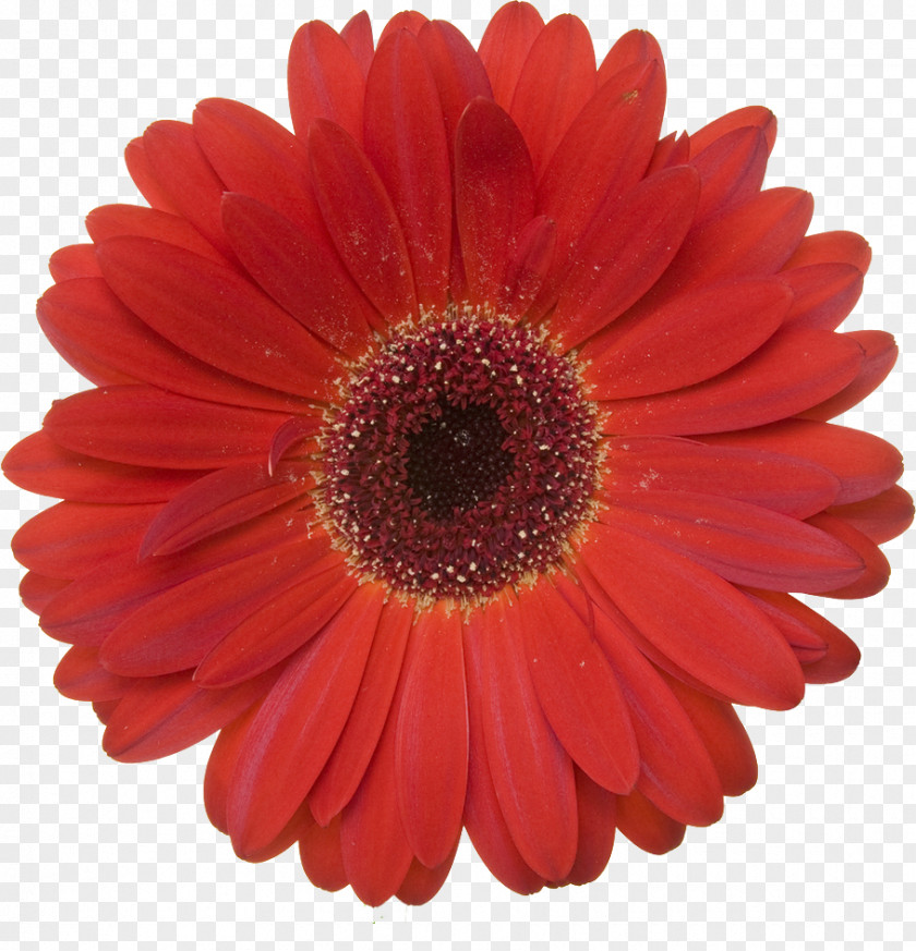 Flower Garland Transvaal Daisy Stock Photography Red Royalty-free PNG