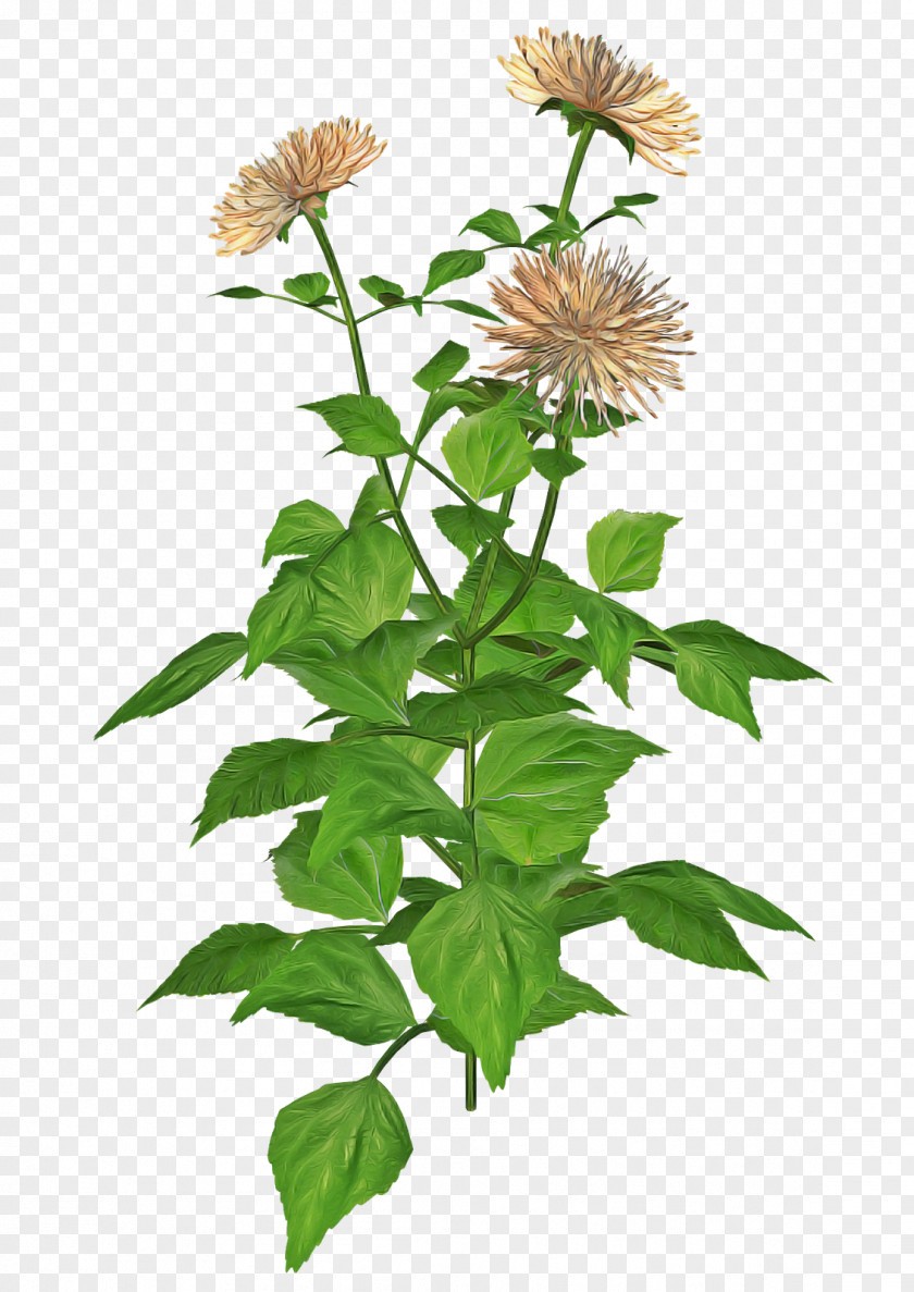 Flower Plant Distaff Thistles PNG