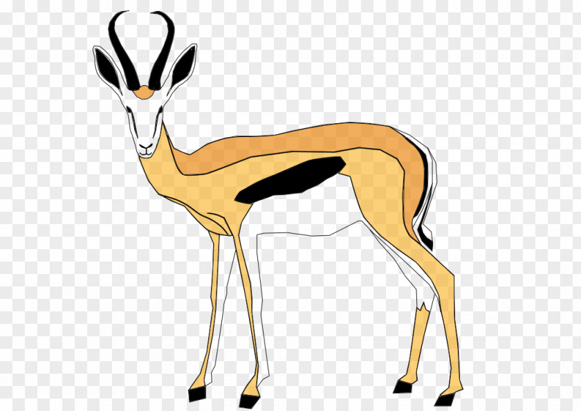 Gazelle Springbok Gemsbok Antelope Kalahari Desert PNG