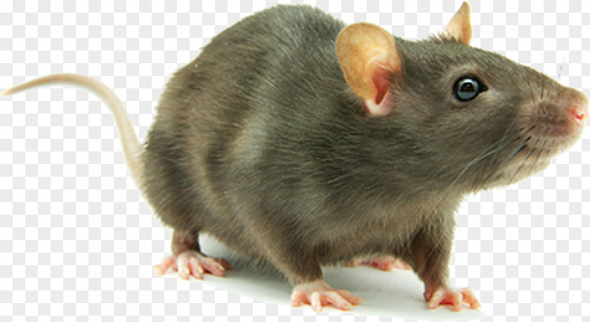 Mouse Brown Rat Rodent Laboratory Cockroach PNG