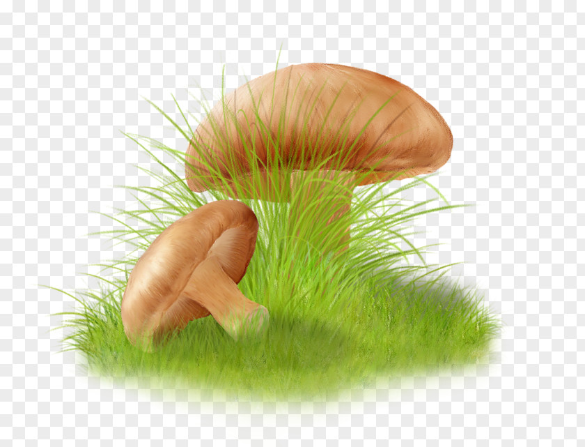 Mushroom Clipart Image Drawing Autumn GIF PNG