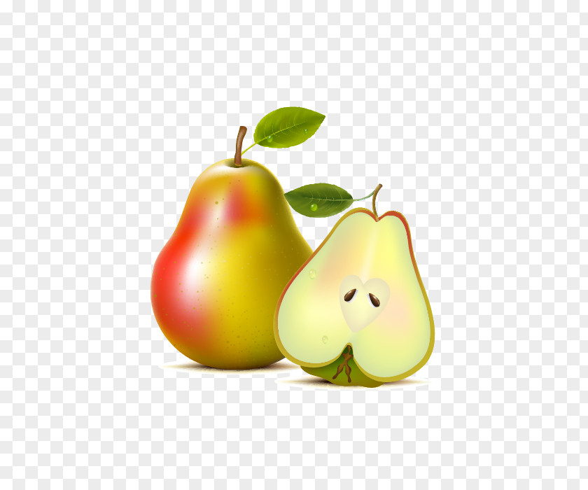 Pear Fruit Asian Pyrus Xd7 Bretschneideri Tree PNG