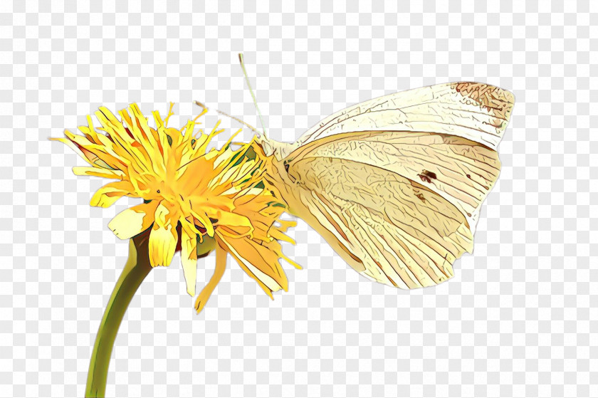 Butterfly Insect Moths And Butterflies Pollinator Green-veined White PNG