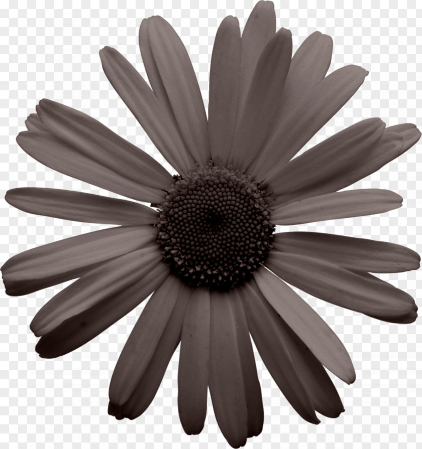 Common Daisy Bell Black And White PNG