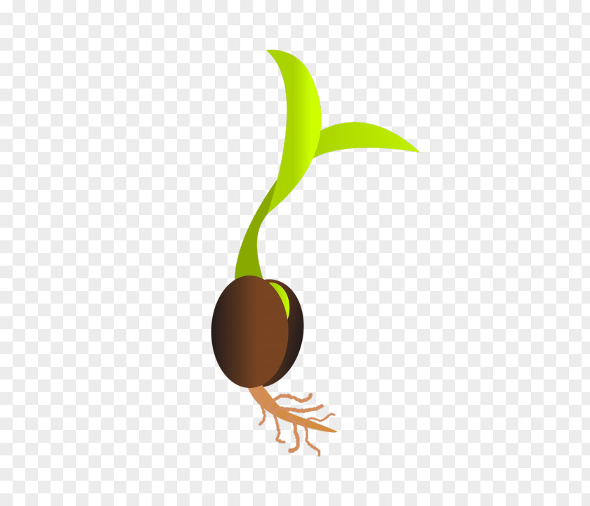 Germination Seed Sprouting Bud Clip Art PNG