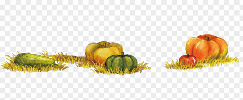 Pumpkins On The Grass Calabaza Winter Squash Autumn Food PNG