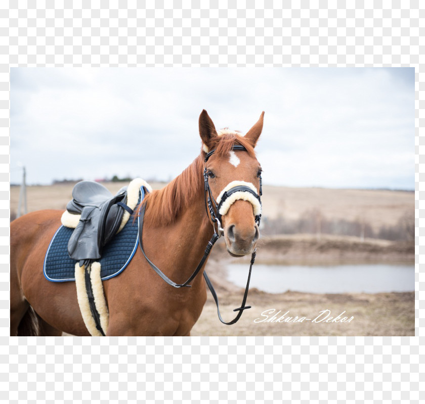 Halter Saddle Sheepskin Horse Harnesses Bridle PNG