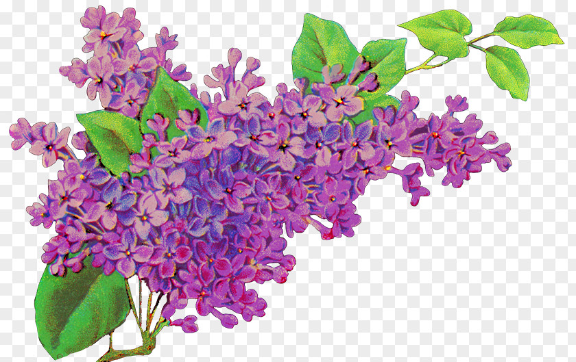 Lilac Flower Common Purple Lavender PNG