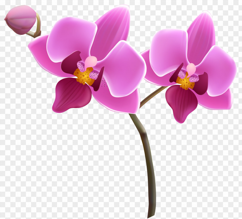 Purple Orchid Clipart Image Orchids Clip Art PNG