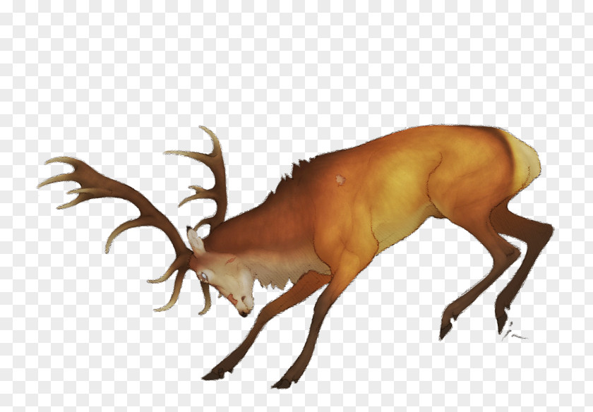 Reindeer Elk Antler Antelope Wildlife PNG